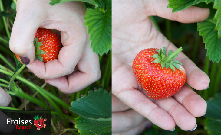la fraise se cueille avec la tige la fraise se cueille avec la tige
